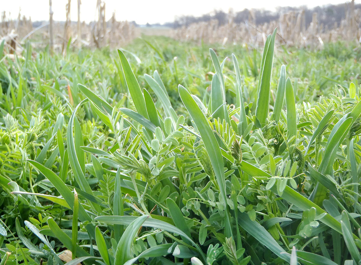 Cover Crop - Cahaba Vetch - Advance Cover Crops