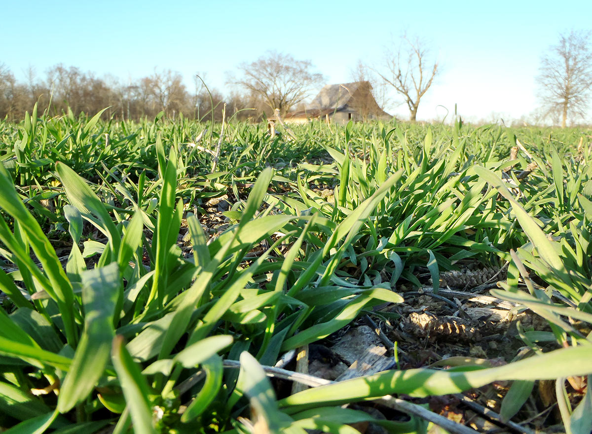Cover Crop - Cereal Rye - Advance Cover Crops