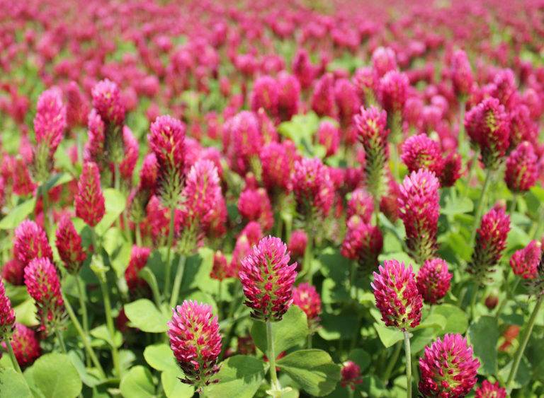 Kentucky Pride Crimson Clover - Advance Cover Crops