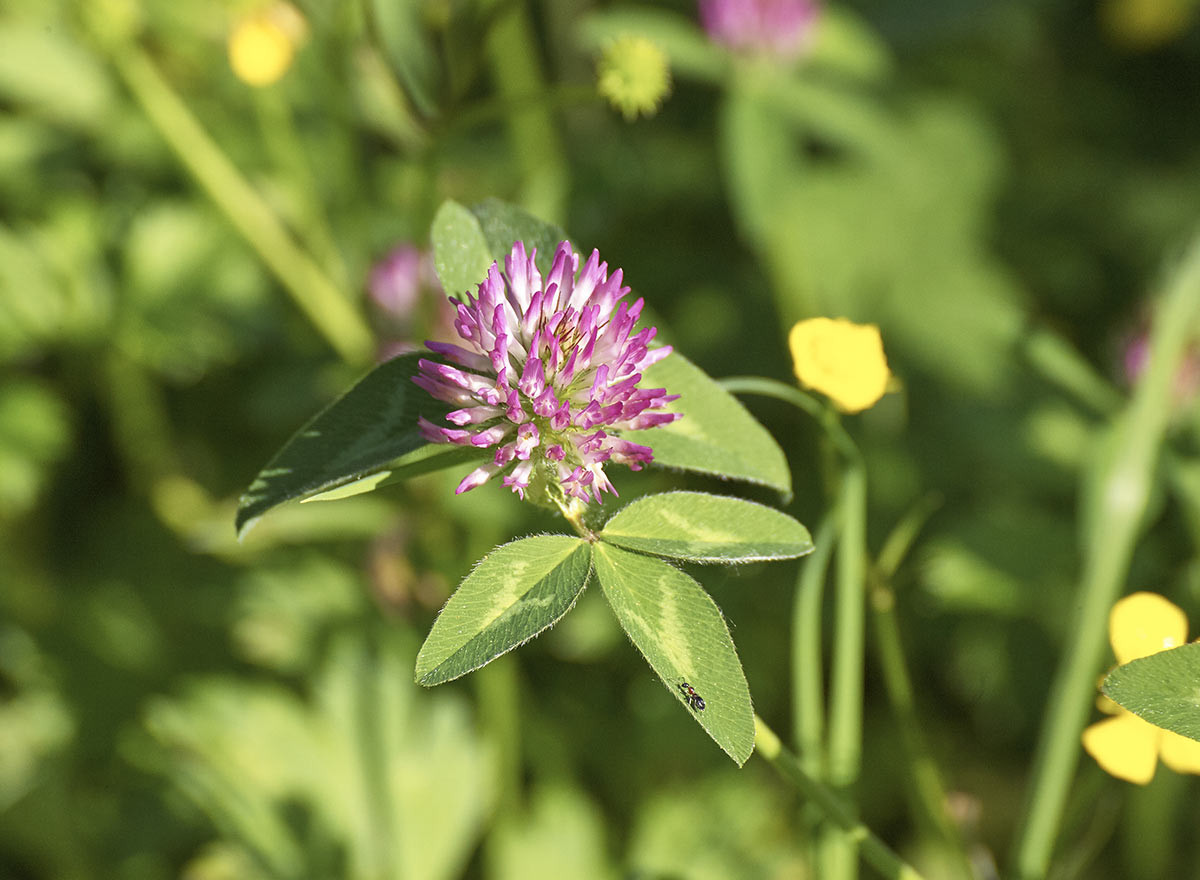 Cover Crop - Frosty Berseem Clover - Advance Cover Crops