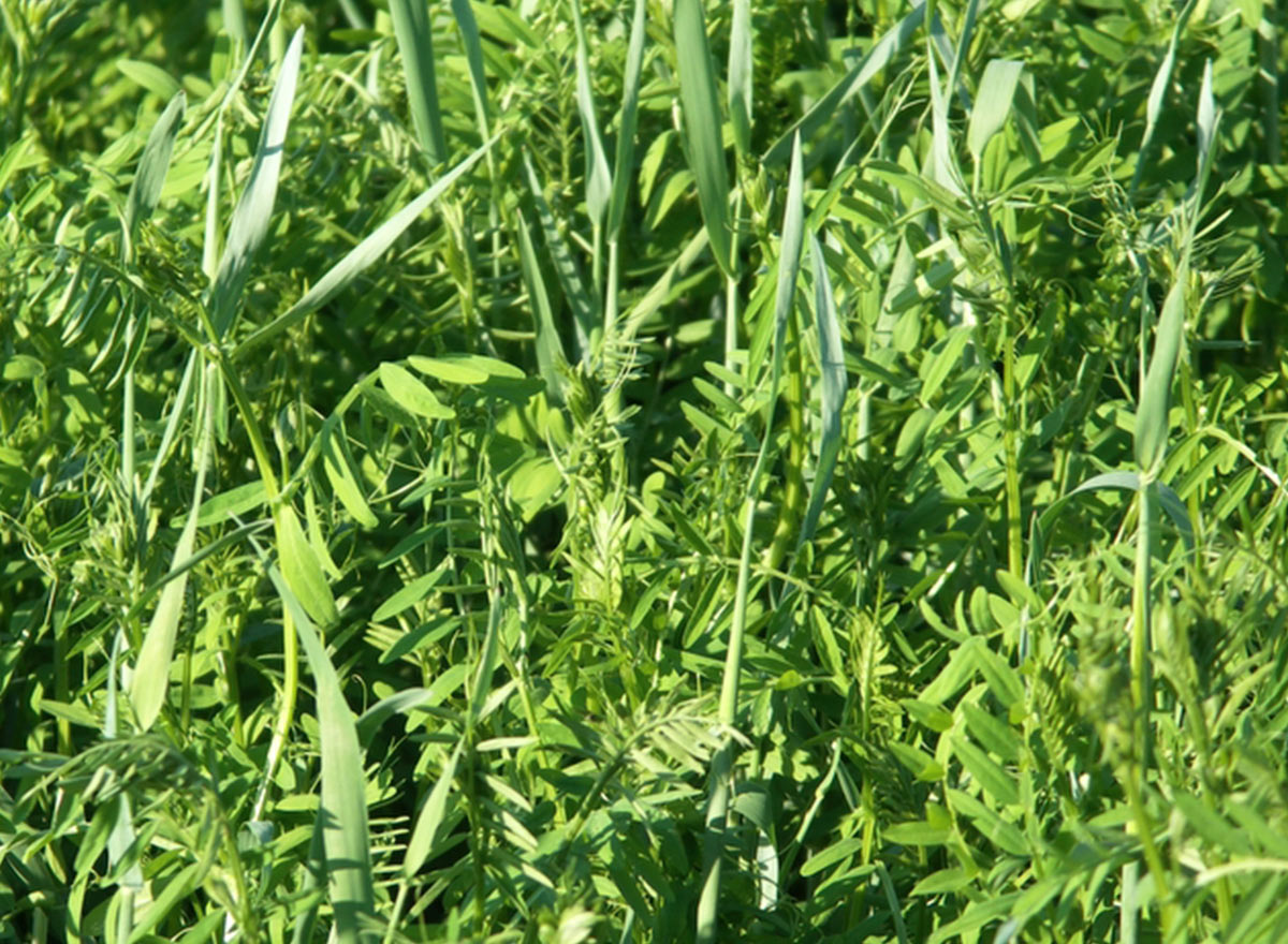 Cover Crop - Hairy Vetch - Advance Cover Crops