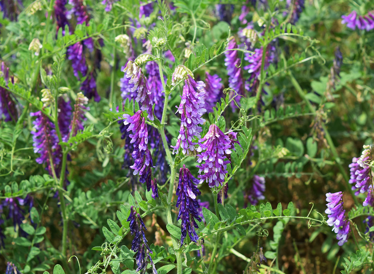 Cover Crop - Hairy Vetch - Advance Cover Crops