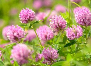 Red Clover - Advance Cover Crops