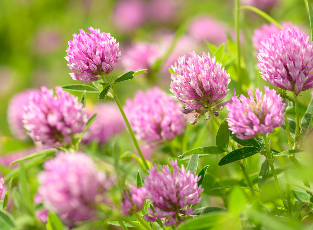 Cover Crop - Red Clover - Advance Cover Crops