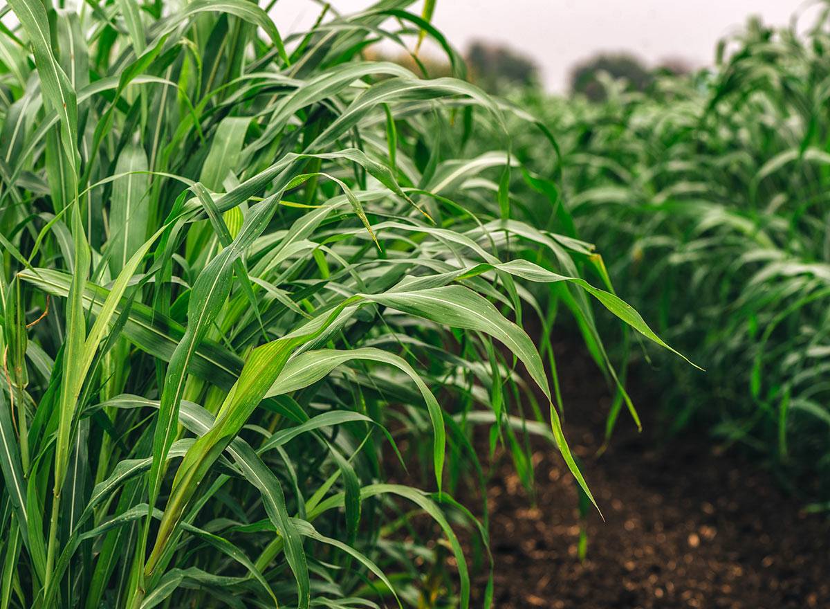 Cover Crop - Sudan Grass - Advance Cover Crops