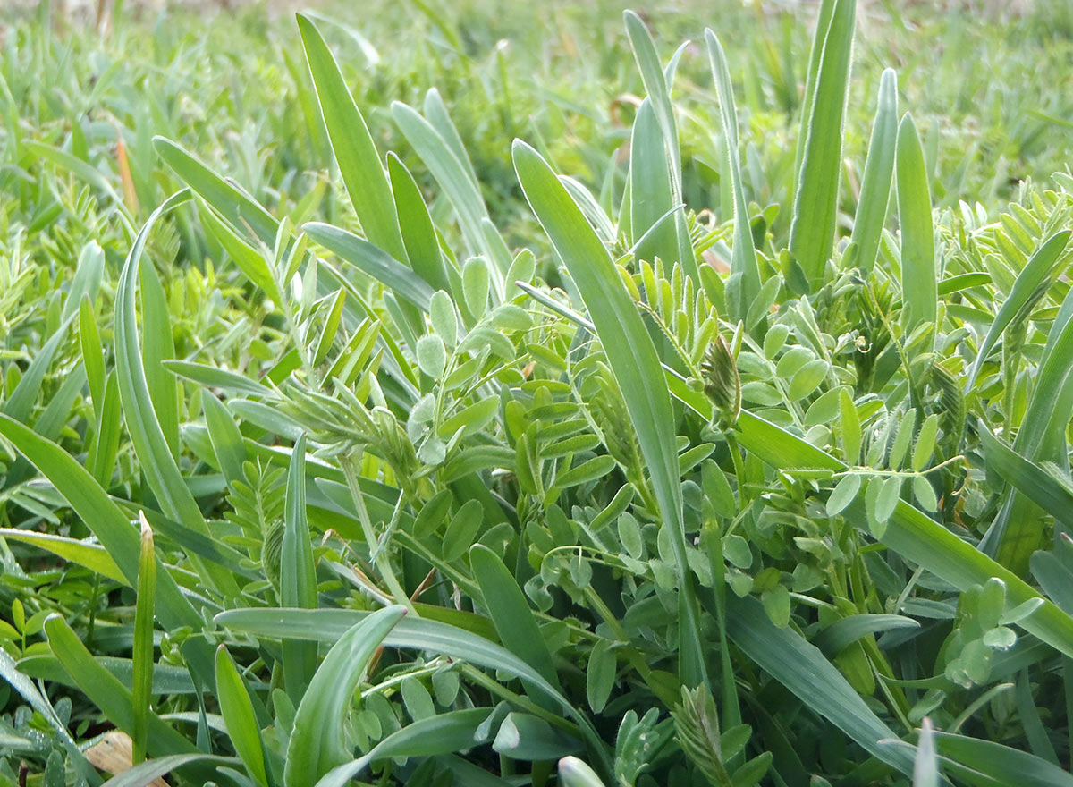 Cover Crop - Vetch And Rye - Advance Cover Crops