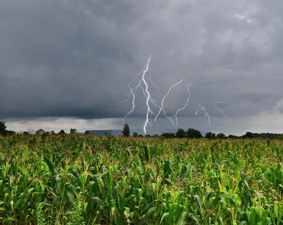 Carbon Nitrogen Ratio For Crops