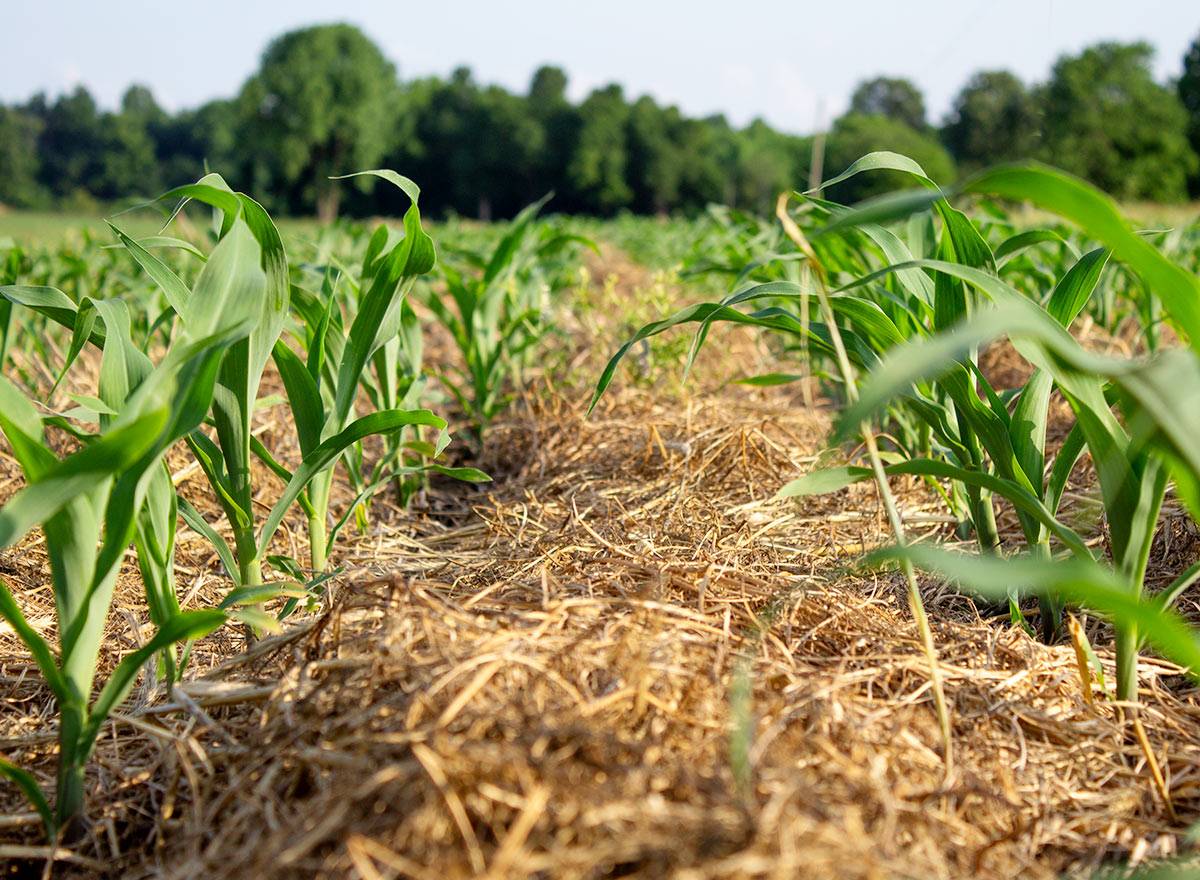 Cover Crop - Corn Growing Through Cover Crops - Advance Cover Crops