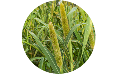 Cover Crop - Pearl Millet - Advance Cover Crops