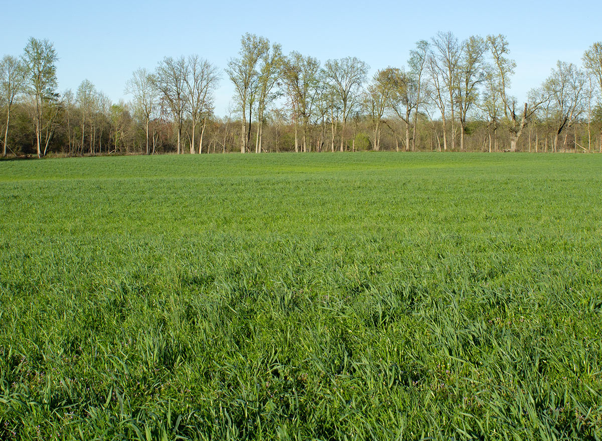 Cover Crop - Annual Ryegrass - Advance Cover Crops