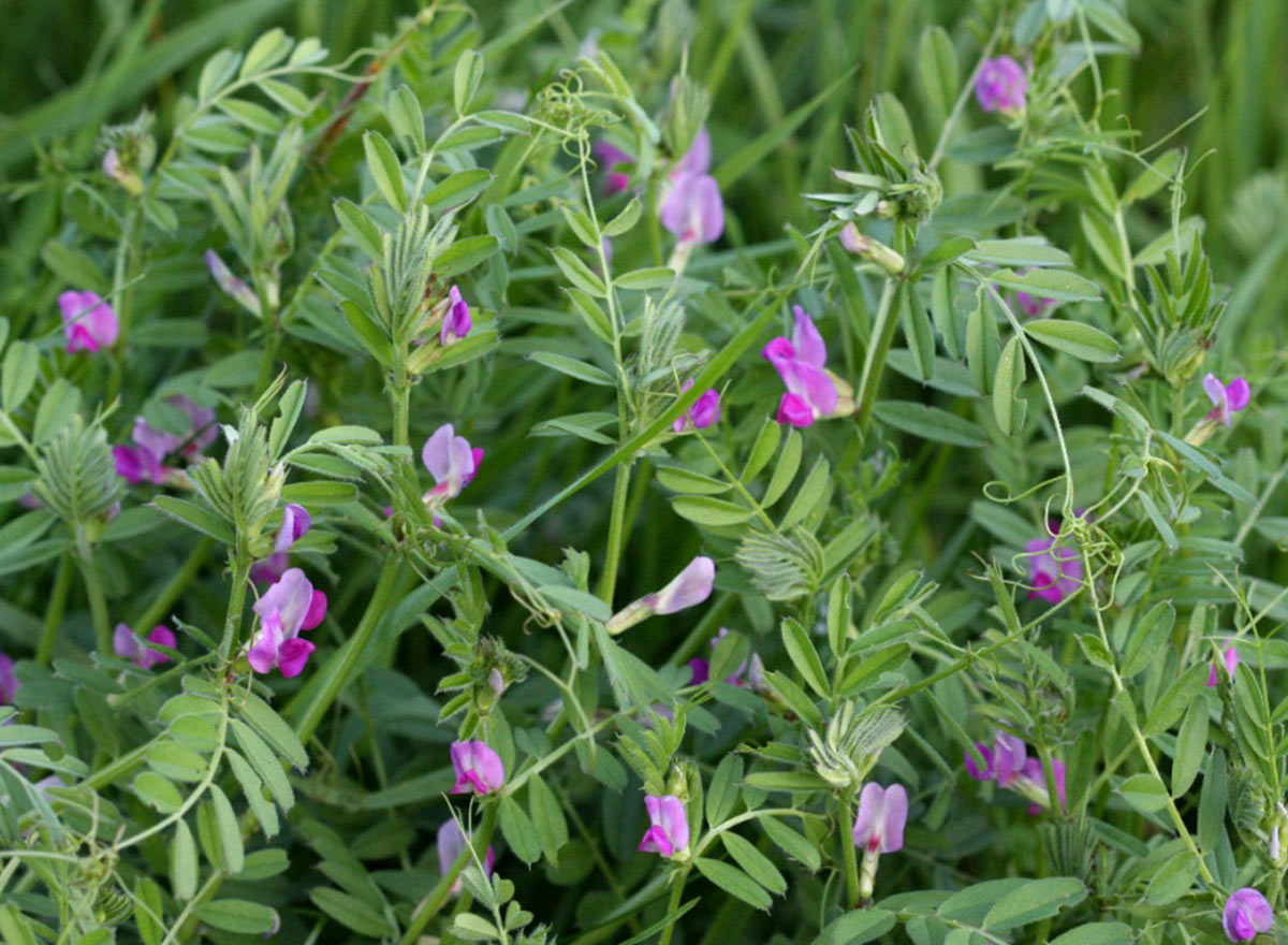 Cover Crop - Cahaba Vetch - Advance Cover Crops