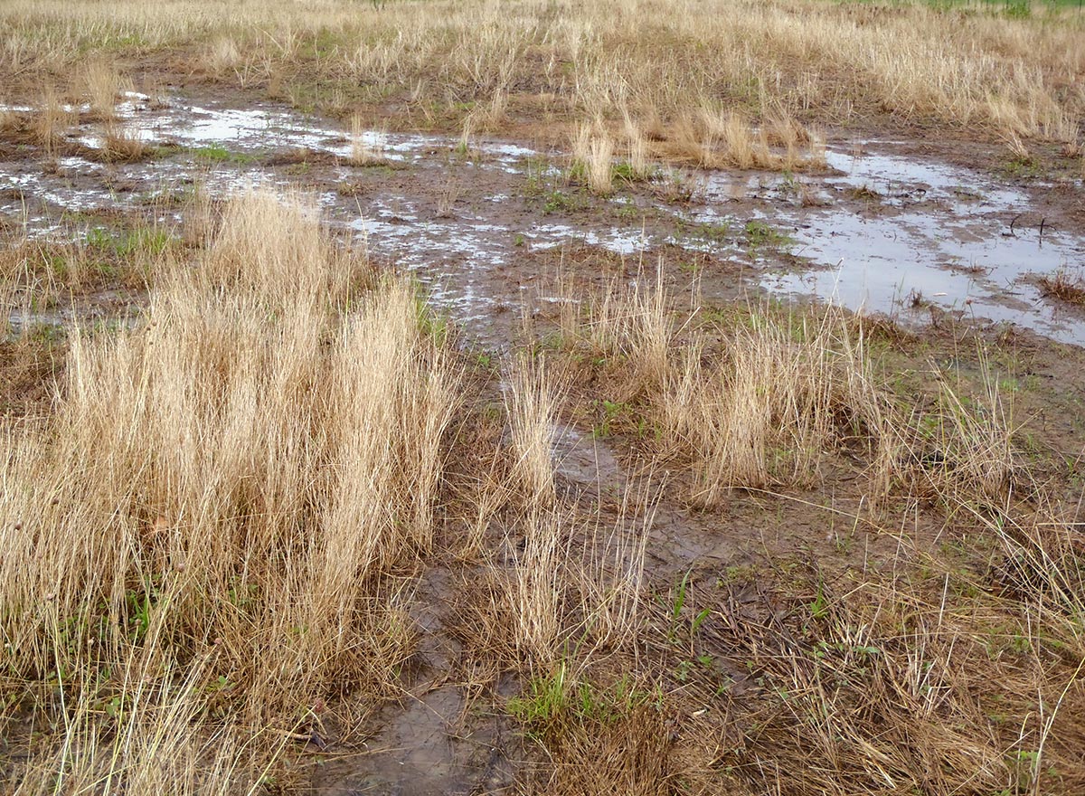 Flooding In Field - Advance Cover Crops