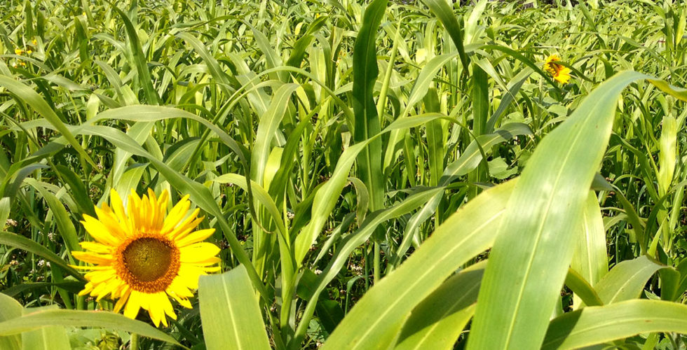 Cover Crop - Sunflower - Advance Cover Crops